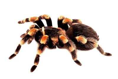 A Tarantula Caused a Traffic Accident in Death Valley