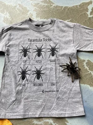 What to know about tarantula mating season in Colorado and other spider  facts this Halloween season | Colorado Public Radio