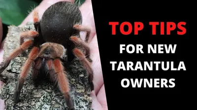 What Is A Tarantula Hawk? | 10 Terrifying Facts! | BeesWiki