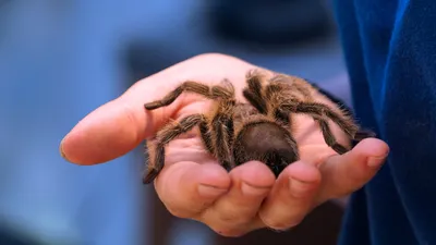 New species of tarantula discovered with blue legs | indy100