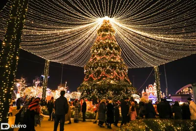 Где в Ташкенте установят новогодние ёлки? — Uzbekistan News | DARYO.UZ