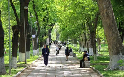 В Узбекистане стартует проект «Зеленый пояс Ташкента» – Новости Узбекистана  – NOVA24.UZ