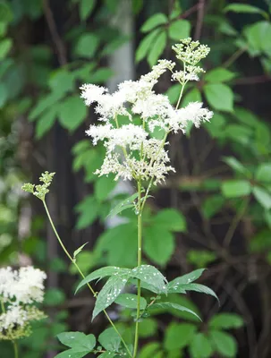 Лабазник вязолистный или Таволга вязолистная (Filipendula ulmaria Maxim.)