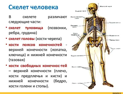 Корпус - структура тела человека и животных» — создано в Шедевруме