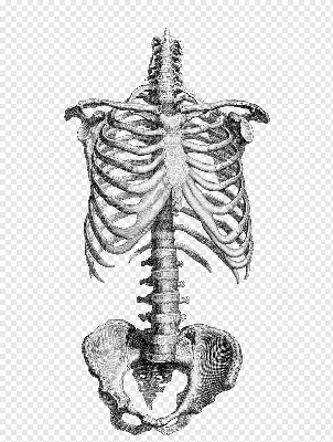 Костная кошка Анатомия шеи Человеческое тело, Кошка, животные, рука, голова  png | Klipartz