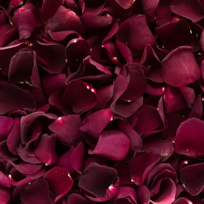 Темно розовые обои - 64 фото