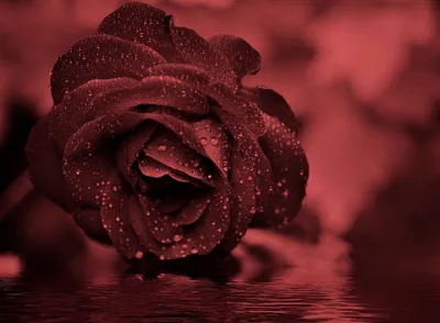 Темно розовый фон - красивые фото