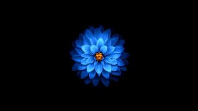 Синий цветок, темные обои Обои 1920x1080 Full HD (Full High Definition)