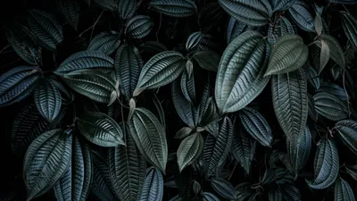 Скачать 1920x1080 листья, растение, ветки, темный обои, картинки full hd,  hdtv, fhd, 1080p