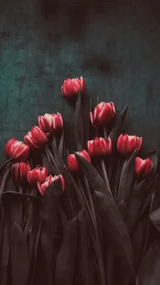 Pin by Iyan Sofyan on Flowers + | Flower aesthetic, Trendy flowers,  Beautiful flowers