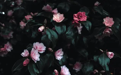 Розовые цветы на фоне темно-зеленых листьев 4K загрузка обоев