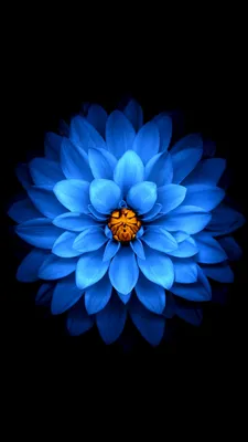 Синий цветок, темные обои Обои 1080x1920 iPhone 6 Plus, 7 Plus, 8 Plus