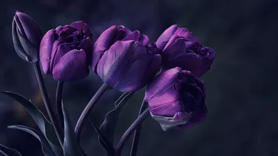 Обои цветы, тюльпаны, темный фон на рабочий стол