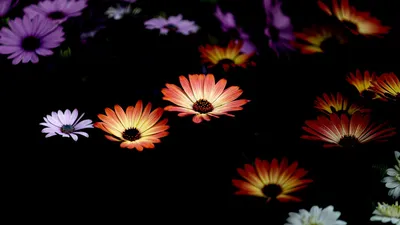 Обои цветы, растения, темный, контраст картинки на рабочий стол, фото  скачать бесплатно