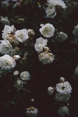 Pin by Beatrice on Flowers | Dark flowers, Flower aesthetic, Beautiful  flowers