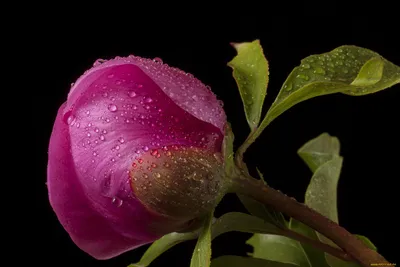 цветы розовые и белые с темно зелеными листьями Фон Обои Изображение для  бесплатной загрузки - Pngtree