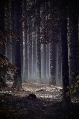 Лес Темный Природа - Бесплатное фото на Pixabay - Pixabay