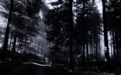 Темный лес обои - 68 фото