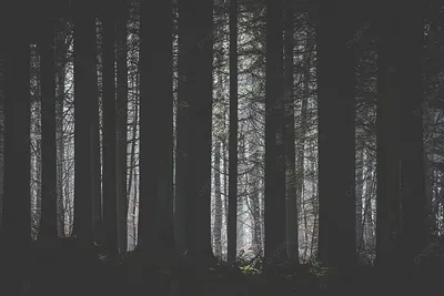 темный лес с освещенной солнцем поляной с силуэтами деревьев на переднем  плане Фото Фон И картинка для бесплатной загрузки - Pngtree