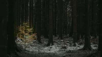 Обои лес, темный, хвойный, деревья, зима картинки на рабочий стол, фото  скачать бесплатно