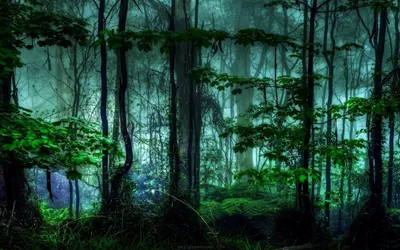 Скачать 3840x2400 лес, туман, деревья, мрачный, темный обои, картинки 4k  ultra hd 16:10