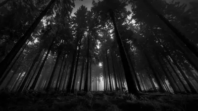 Картинки темный лес, дремучий, свет, ветки - обои 1920x1200, картинка №750