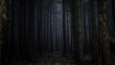 Обои лес, туман, темный, деревья, мрачный картинки на рабочий стол, фото  скачать бесплатно