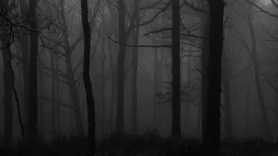 темный лес с большим количеством покрытых мхом деревьев, крутая лесная  картинка, лес, Круто фон картинки и Фото для бесплатной загрузки