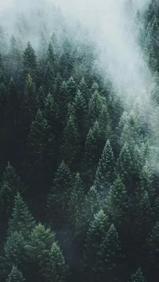 Скачать 1600x900 лес, туман, чб, деревья, темный обои, картинки 16:9