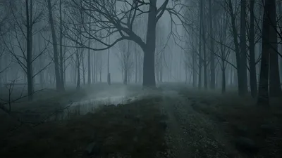 Мистический, темный, туманный сосновый лес Прекрасный фон Стоковое  Изображение - изображение насчитывающей ново, тайна: 159282043