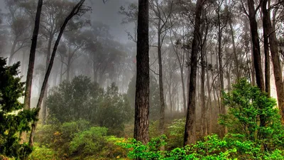 Залитый лунным светом мистический лес окутанный туманом завораживающее 3d  произведение, страшный лес, темный лес, лесная тропинка фон картинки и Фото  для бесплатной загрузки
