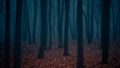 Мрачный лес обои - 66 фото