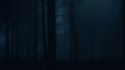 Скачать 1920x1080 лес, туман, темный, деревья, мрак обои, картинки full hd,  hdtv, fhd, 1080p