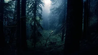 Картины Картина маслом тёмный лес Красивая гора за лесом Пейзаж в  интернет-магазине Ярмарка Мастеров по цене 66385 ₽ – TGVQQRU | Картины,  Владивосток - доставка по России