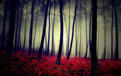 Текстура Темный лес - AVATAN PLUS