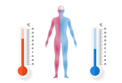 Какая температура тела нормальная? / Новости / Администрация городского  округа Истра