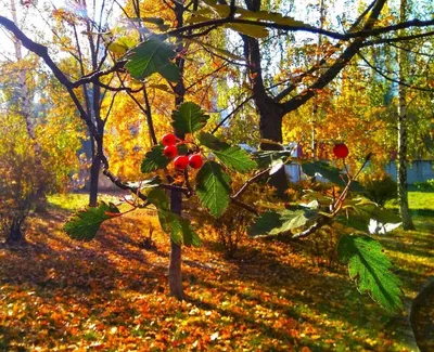 Кофе, шарф и листья осени на теплой коричневой шотландке Стоковое Фото -  изображение насчитывающей померанцово, падение: 124751830