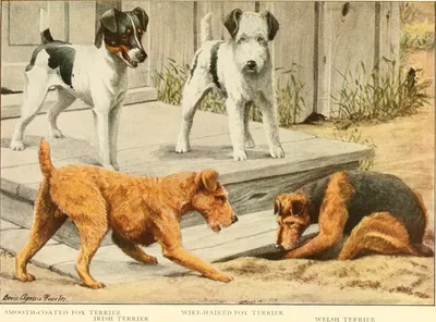 Керн-терьер собака: фото, характер, описание породы