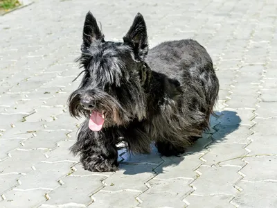 Зверь есть зверь»: бойцовская собака растерзала йоркширского терьера под  Воронежем