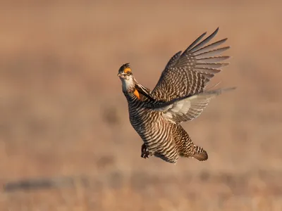 Степной тетерев - eBird