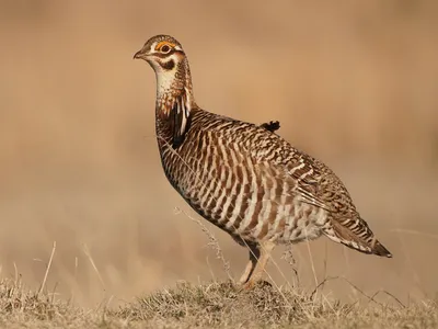 Степной тетерев - eBird