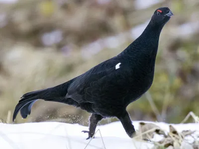 Кавказский тетерев - eBird