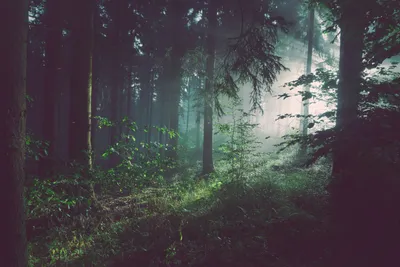 Why Forest Bathing Is Good for Your Health