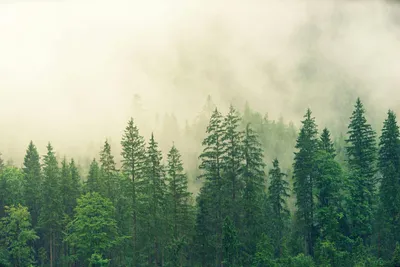 60,000+ Best Forest Photos · 100% Free Download · Pexels Stock Photos