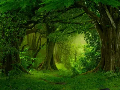 Enchanted Forest – remarkable poster wall art – Photowall