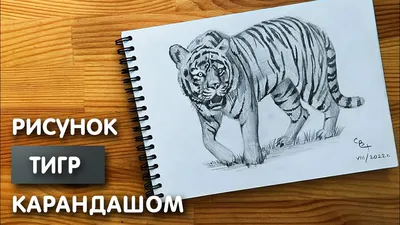 Рисунок амурского тигра легкий - 36 фото