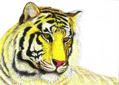 Рисунок для гравировки тигр » maket.LaserBiz.ru - Макеты для лазерной резки