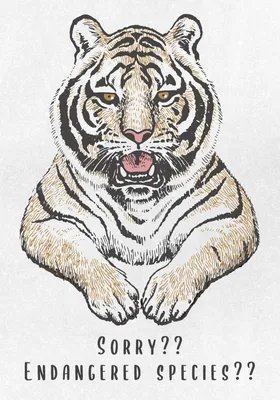 рука рисует портрет большого белого тигра, рисунок тигра, животное, дикая  природа фон картинки и Фото для бесплатной загрузки