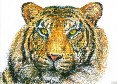 Скачать обои тигр, рисунок, кошка, ярость, клыки разрешение 1920x1200 #10732