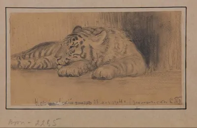 Рисунок Амурский тигр №266390 - «Символ Нового года!» (08.12.2021 - 12:44)